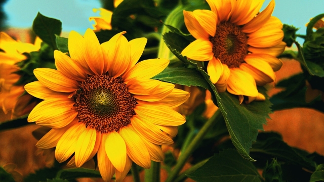 Gardening Tips: Warding off Cabbage Worms and Maximizing Your Sunflower Harvest