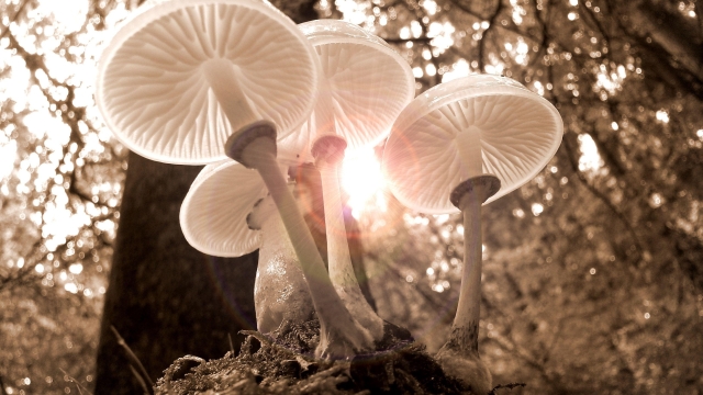 The Fungi Frontier: A Beginner’s Guide to Growing Mushrooms