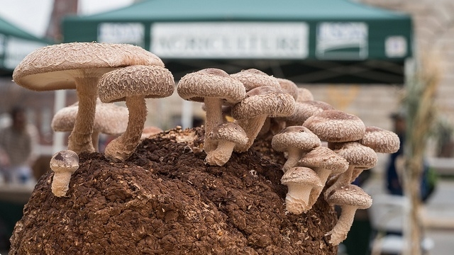 The Fungus Among Us: Unveiling the Secrets of Mushroom Growing