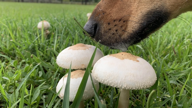 Unleashing the Magic: A Beginner’s Guide to Mushroom Growing