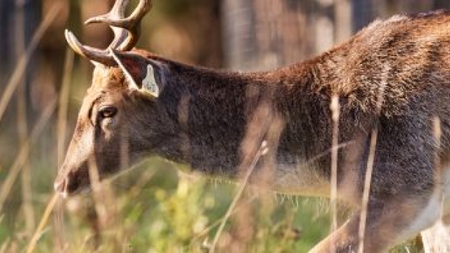 Wildlife Relocation: Harmonizing Habitats for Coexistence