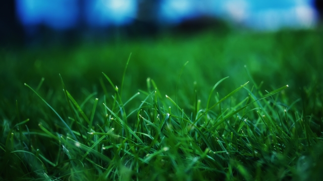 The Green Thumb Guide: Mastering Lawn Care for a Lush, Vibrant Yard