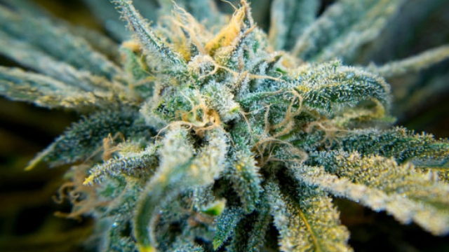 Blooming Benefits: Exploring the Power of THCA Flower