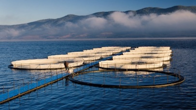 Revolutionizing the Blue Economy: The Future of Aquaculture Technology