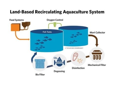 Revolutionizing the Seas: The Future of Aquaculture Technology