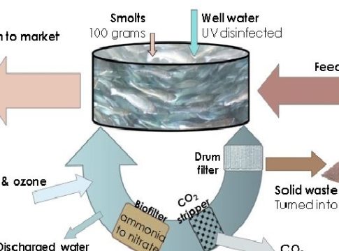 Revolutionizing the Waters: The Future of Aquaculture Technology